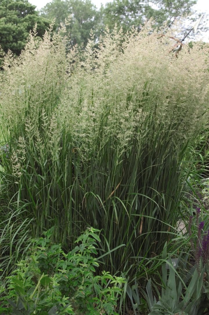 Karl Foerster Feather Reed Grass