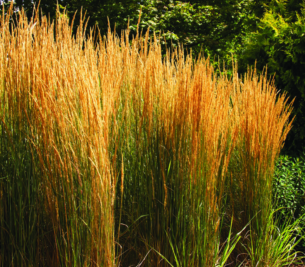 Overdam Feather Reed Grass Pahl's Market Apple Valley, MN