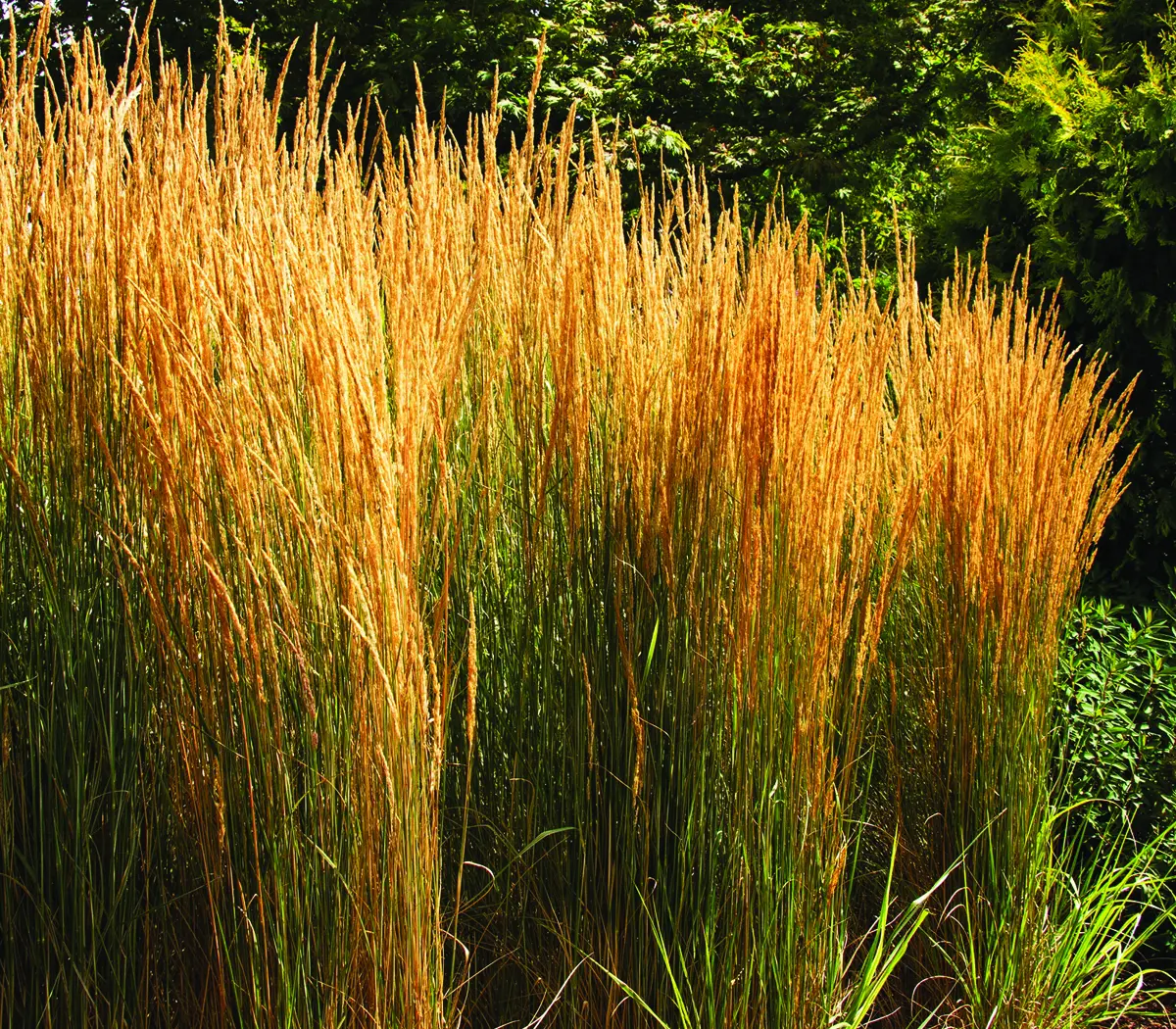 Perennial_Ornamental Grass Calamagrostis Overdam Feather Reed