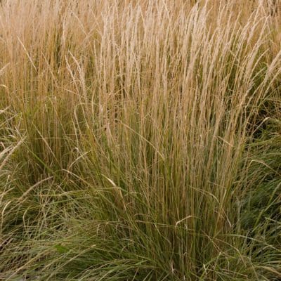 Perennial_Ornamental Grass Calamagrostis Overdam Feather Reed2