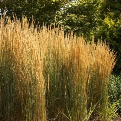 Perennial_Ornamental Grass Calamagrostis Overdam Feather Reed3