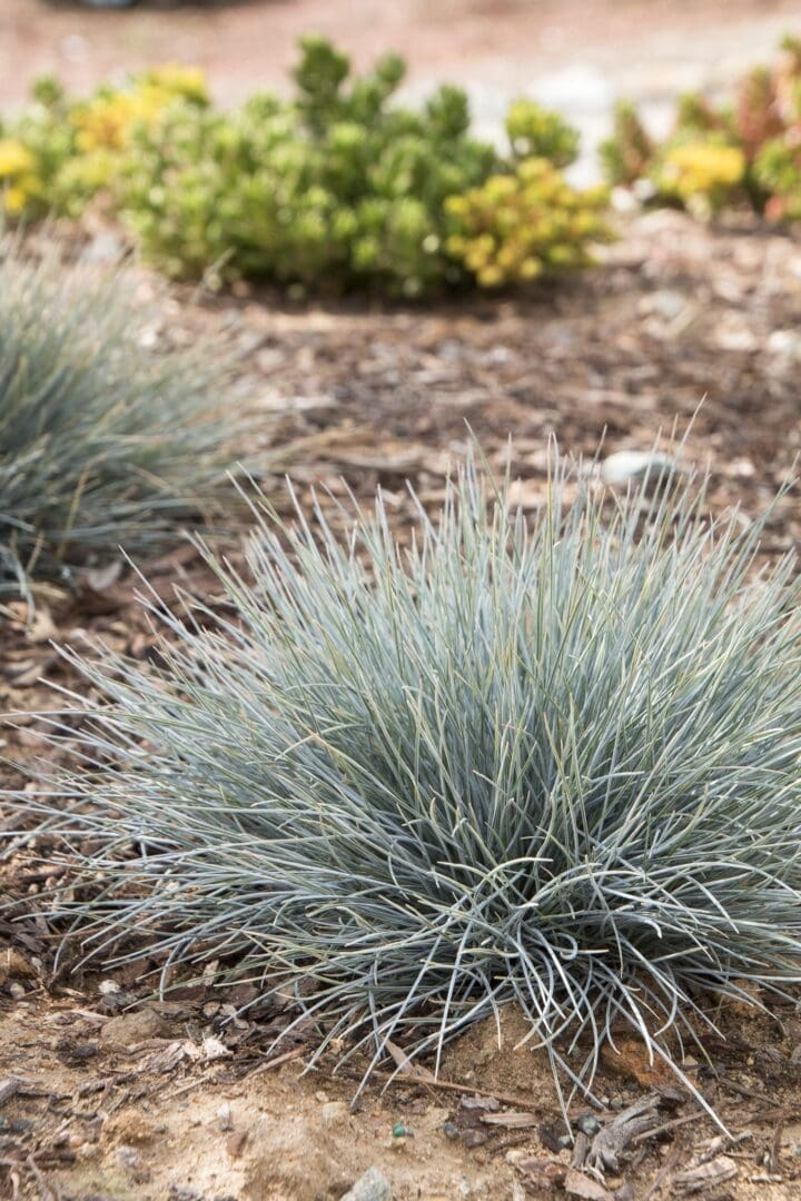 Elijah Blue Fescue Grass