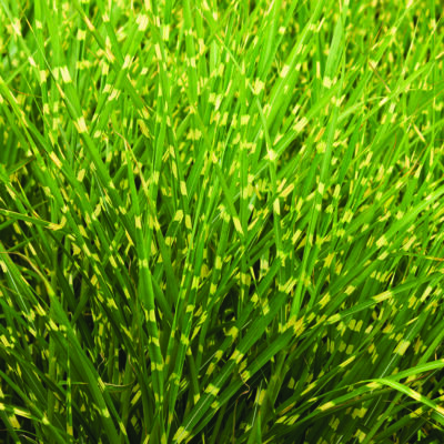 Porcupine Grass