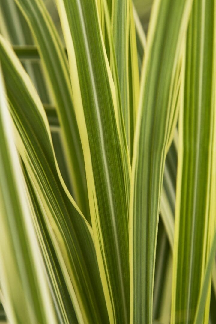Variegated Japanese Silver Grass
