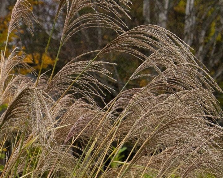 Variegated Japanese Silver Grass - Image 3