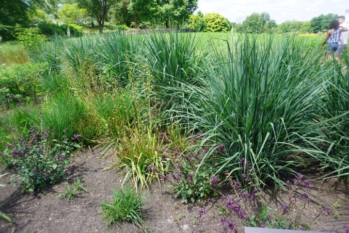 Blue Fountain Switch Grass - Image 3