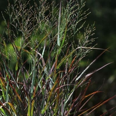 Perennial_Ornamental Grass Panicum Hot Rod Switch Grass2