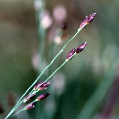 Perennial_Ornamental Grass Panicum Hot Rod Switch Grass3