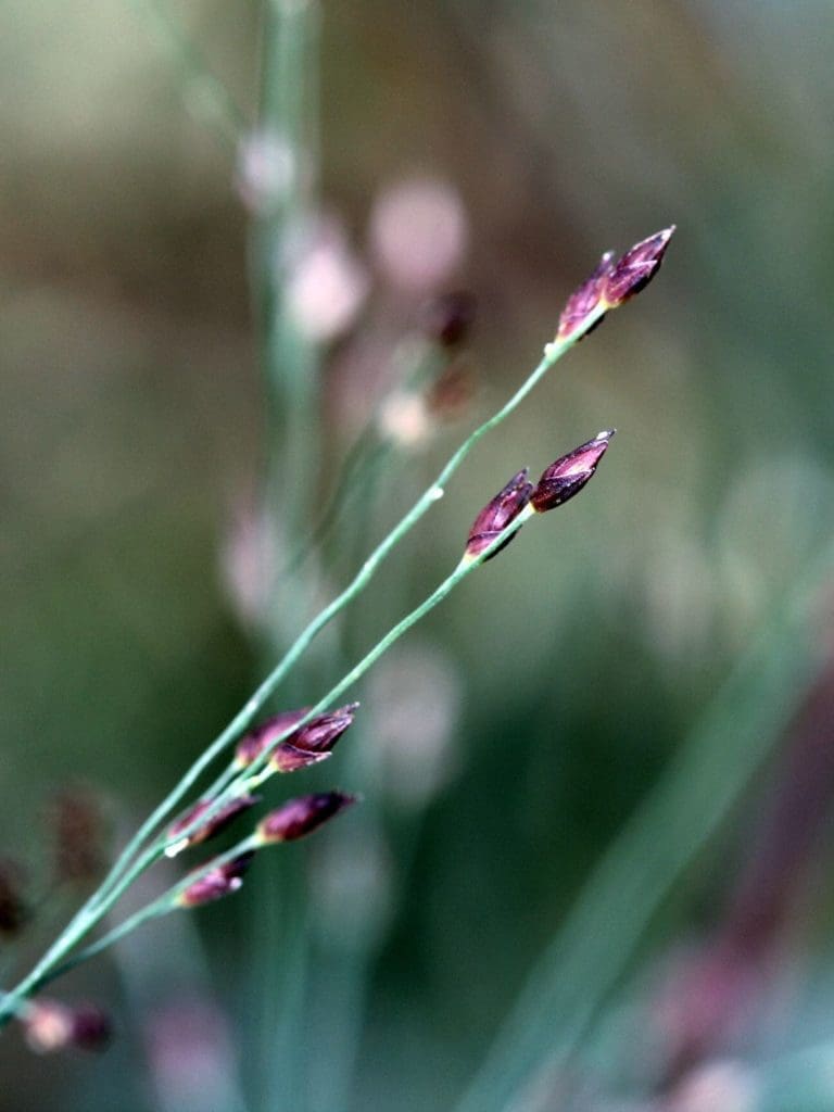 Hot Rod Switch Grass Pahl's Market Apple Valley, MN