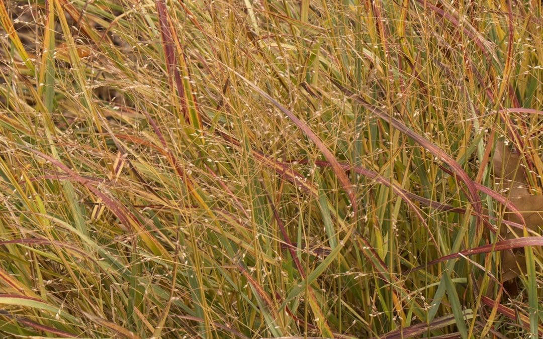 Shenandoah Switch Grass