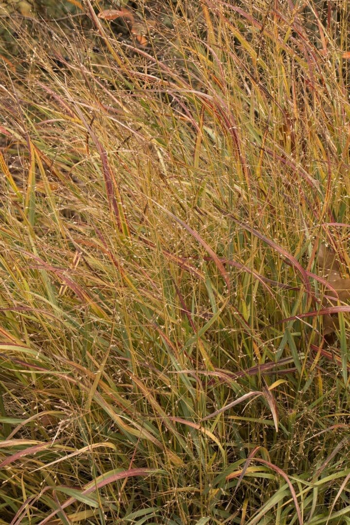 Shenandoah Switch Grass
