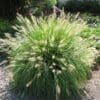 Hameln Dwarf Fountain Grass