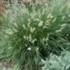 Hameln Dwarf Fountain Grass - Image 2