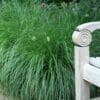 Hameln Dwarf Fountain Grass - Image 3
