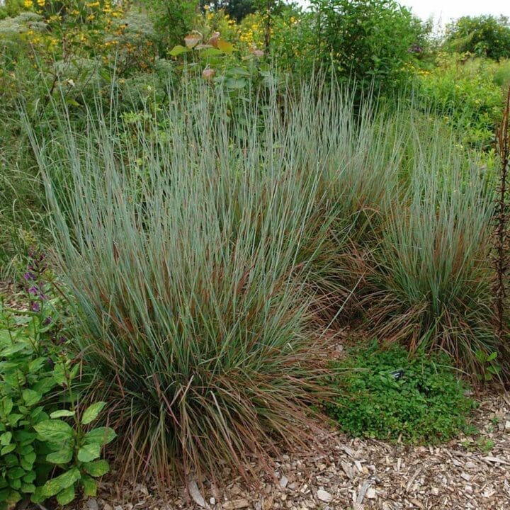 Standing Ovation Little Bluestem - Image 2