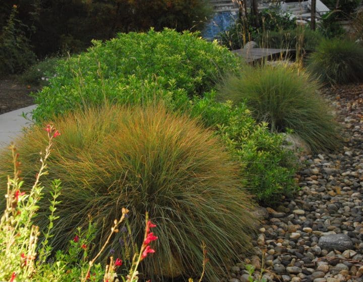 The Blues Little Bluestem Grass - Image 2