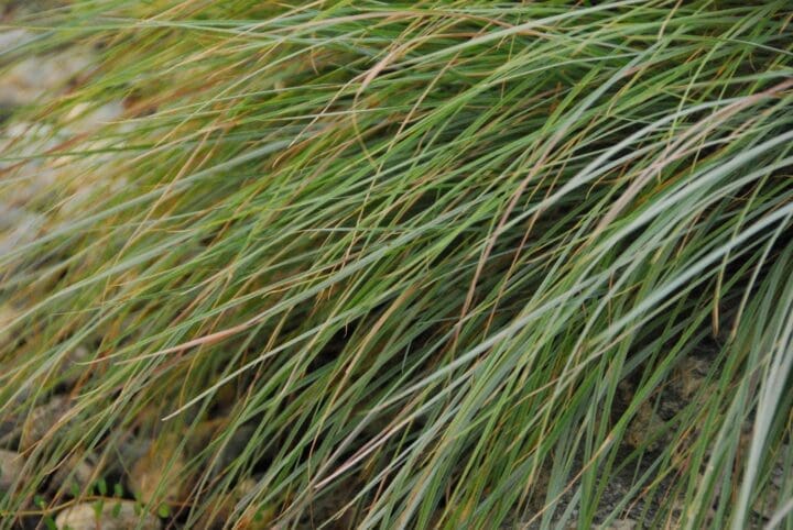 The Blues Little Bluestem Grass - Image 3