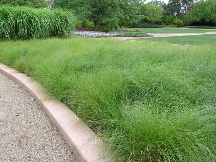 Prairie Dropseed Grass - Image 2