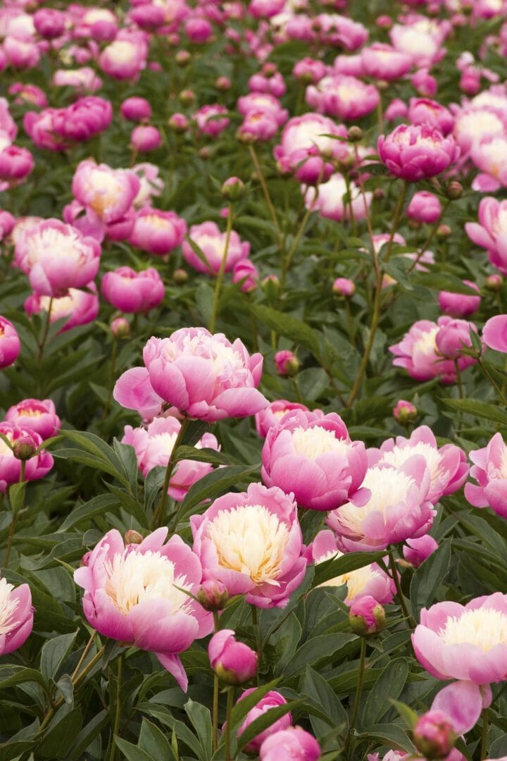 Bowl of Beauty Peony - Image 2