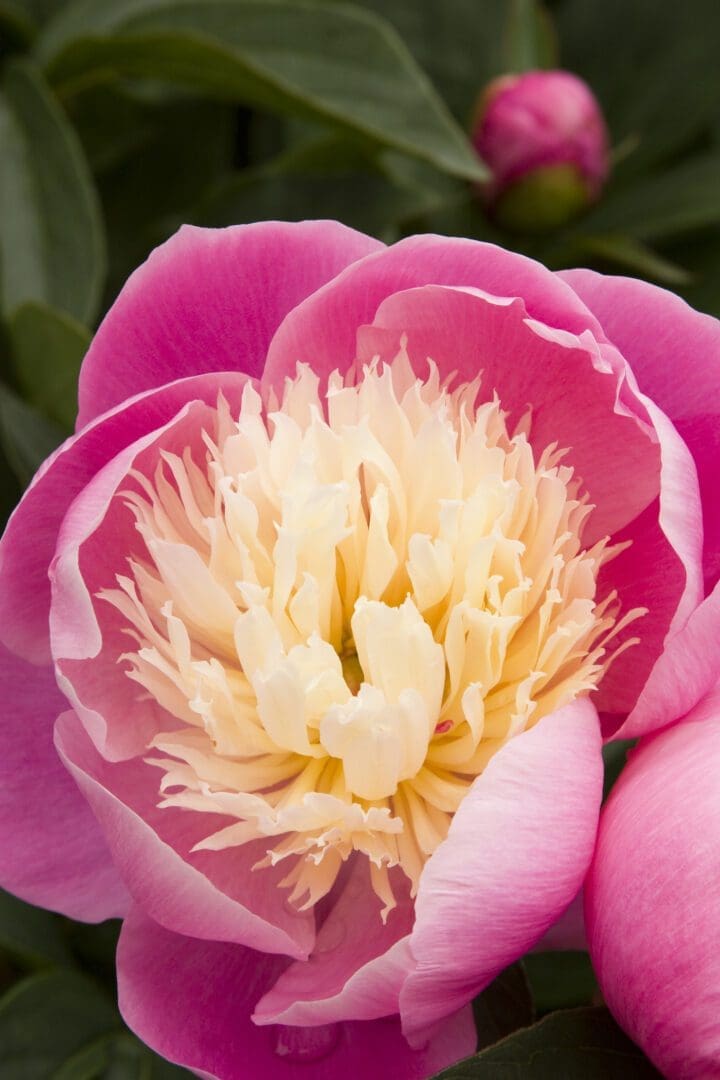 Bowl of Beauty Peony - Image 3