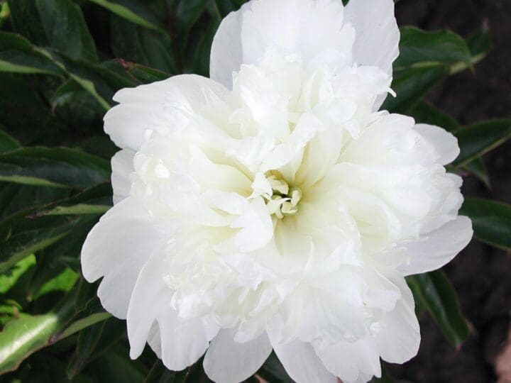 Charlie's White Peony