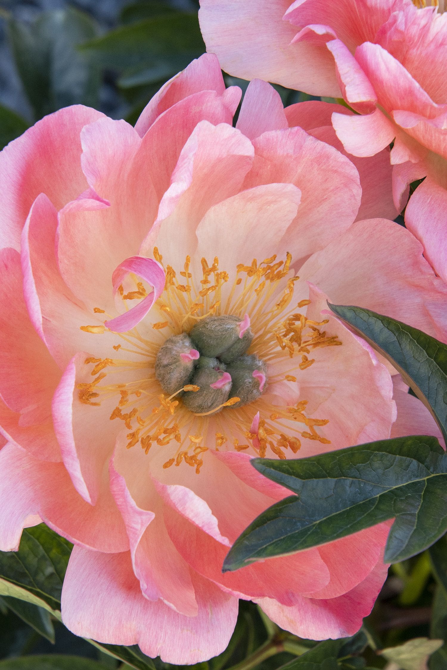 pics When Do Peonies Bloom In Minnesota coral charm coral peony