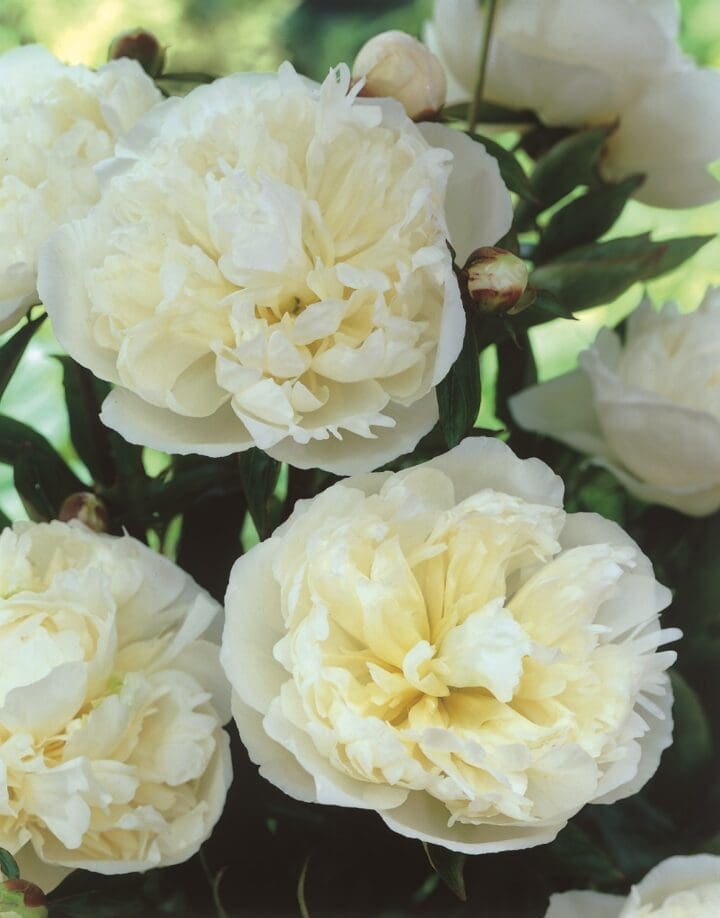 Duchesse de Nemours Peony