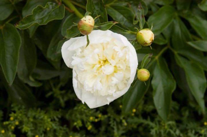 Duchesse de Nemours Peony - Image 2