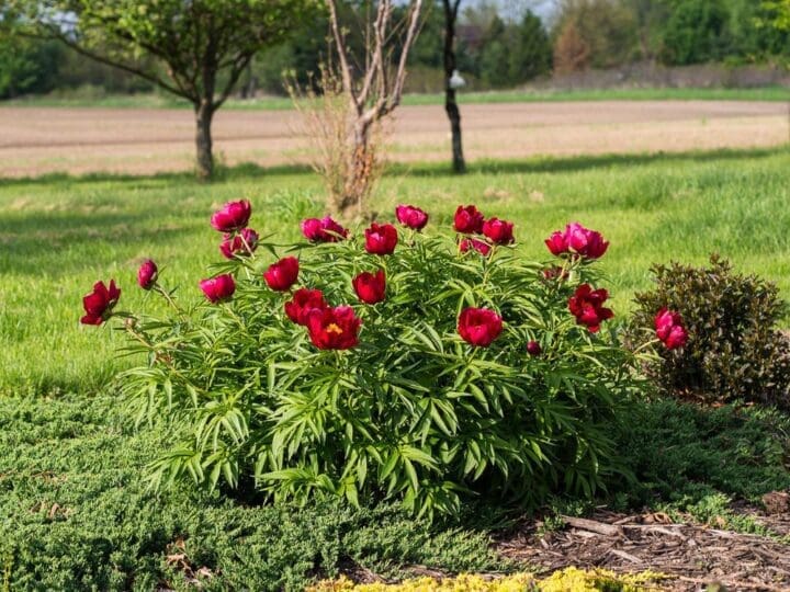 Early Scout Peony - Image 2
