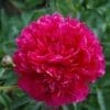Felix Crousse Peony