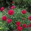 Felix Crousse Peony - Image 2