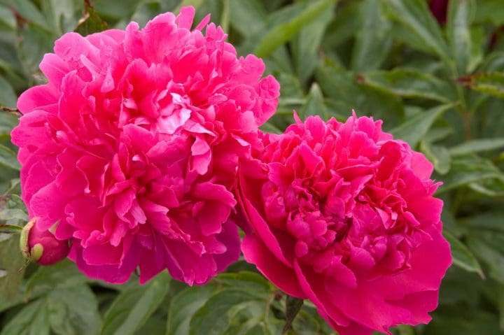 Felix Supreme Peony