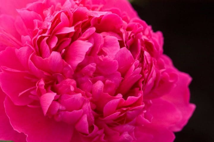 Felix Supreme Peony - Image 3
