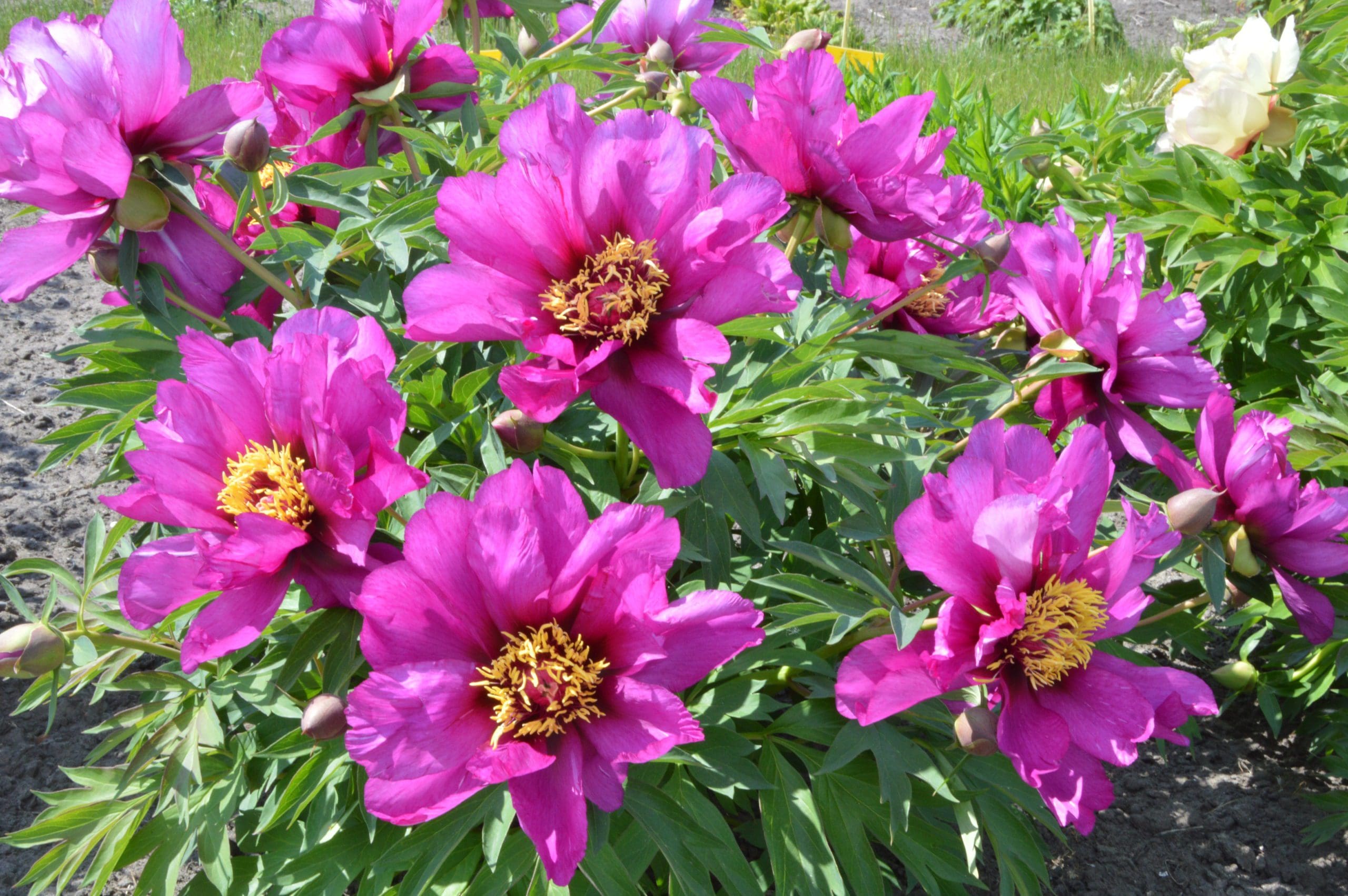 Perennial_Peony ITOH Morning Lilac3
