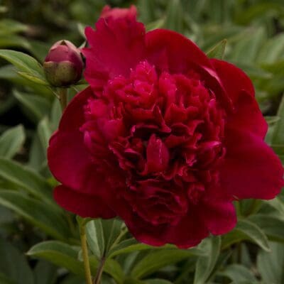 Inspecteur Lavergne Peony