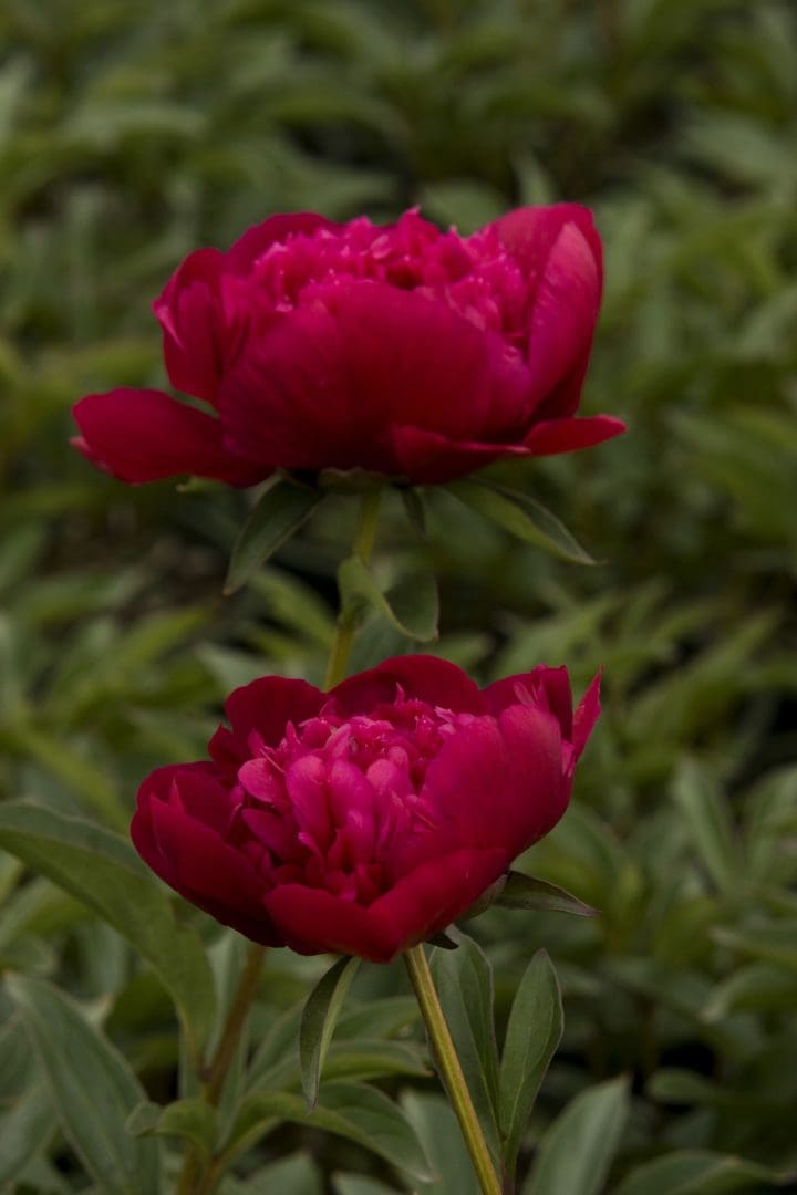 Inspecteur Lavergne Peony - Image 2
