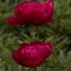 Inspecteur Lavergne Peony - Image 2