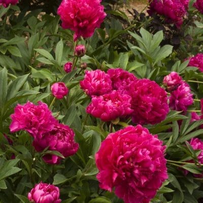 Perennial_Peony Karl Rosenfield Double2