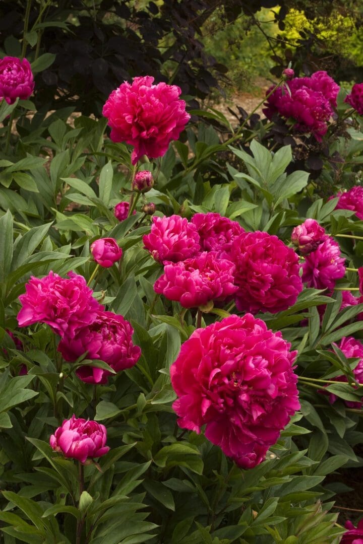 Karl Rosenfield Double Peony - Image 2