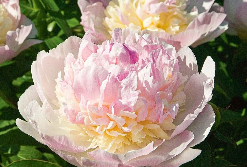 Raspberry Sundae Peony
