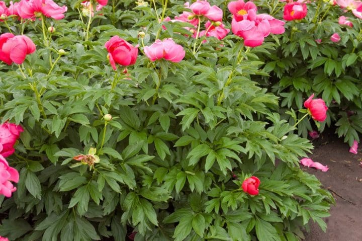 Scarlet O'Hara Peony - Image 2