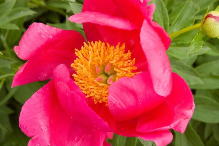 Scarlet O'Hara Peony - Image 3