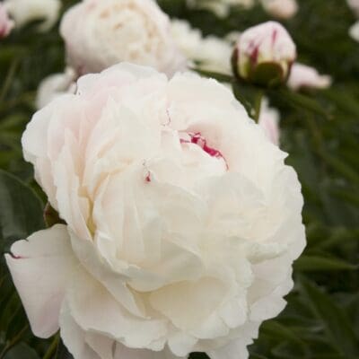 Shirley Temple Double Peony