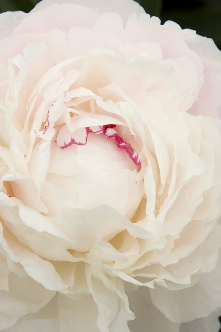 Shirley Temple Double Peony - Image 3