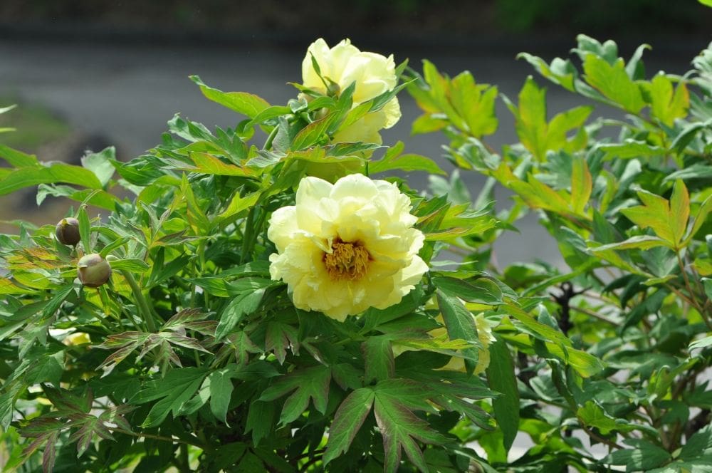 Perennial_Peony Tree High Noon Yellow2