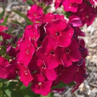 Bambini Cherry Crush Dwarf Garden Phlox