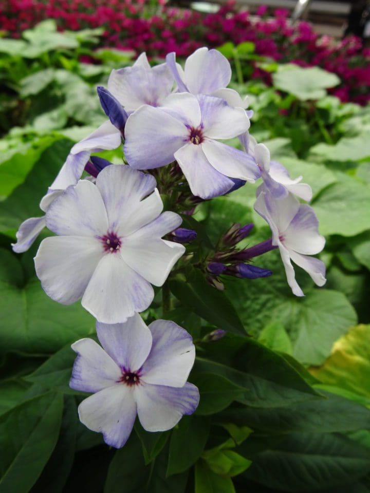 Light Blue Flame Dwarf Garden Phlox