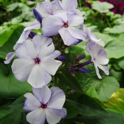 Light Blue Flame Dwarf Garden Phlox