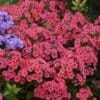 Coral Flame Dwarf Garden Phlox