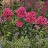 Coral Flame Dwarf Garden Phlox - Image 2
